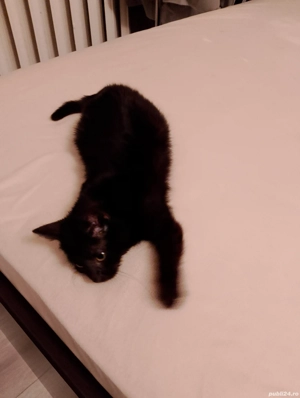 Adoptie pisicuta - imagine 3