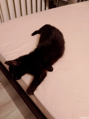 Adoptie pisicuta - imagine 2