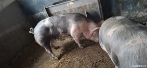 vand porc carne - imagine 4