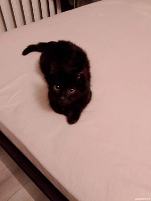 Adoptie pisicuta - imagine 4