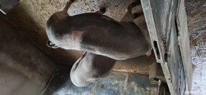 vand porc carne - imagine 3