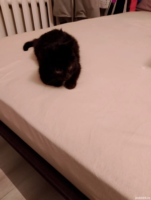 Adoptie pisicuta - imagine 5