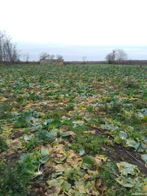 vind varza crapata cu frunze.