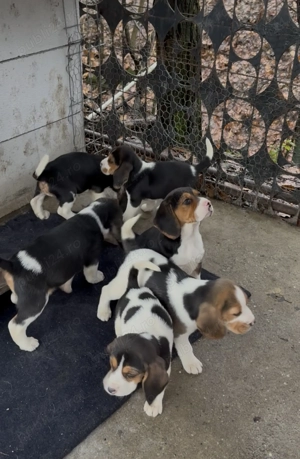 Pui Beagle Tricolor  - imagine 4