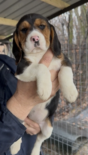 Top Beagle Tricolor