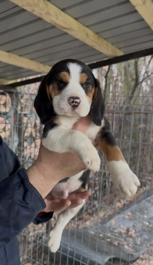 Pui Beagle Tricolor 