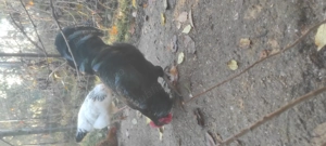 Vand Cocosi Australorp - imagine 2