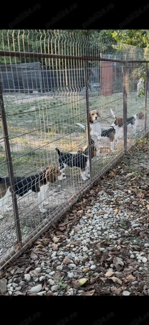 Pui Beagle Tricolor  - imagine 5