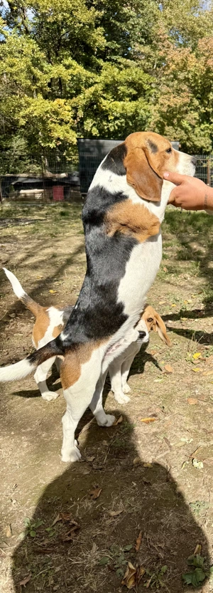 Pui Beagle Tricolor  - imagine 6