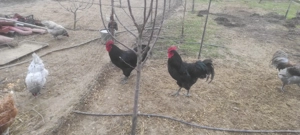 Vand Cocosi Australorp - imagine 5