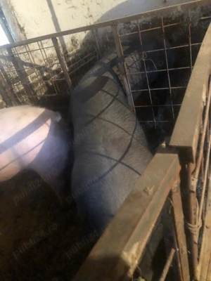 PORCI de vanzare - imagine 2