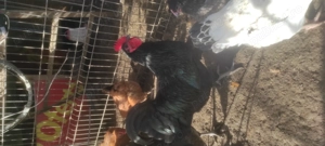 Vand Cocosi Australorp - imagine 3