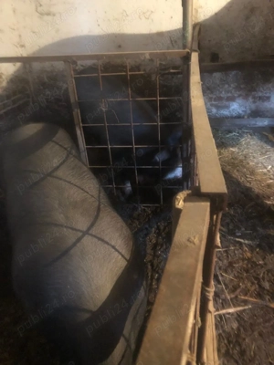 PORCI de vanzare - imagine 3