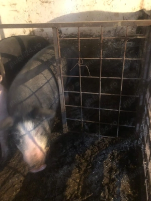 PORCI de vanzare - imagine 4