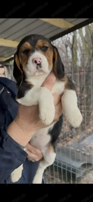 Pui Beagle Tricolor 