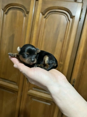 Cățelusi yorkshire Terrier 