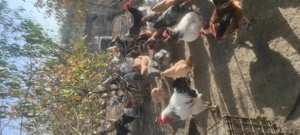 Vand cocosi Sussex - imagine 2