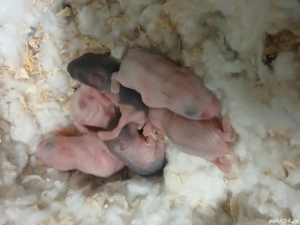 Hamsteri pitici - imagine 2