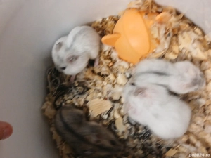 Hamsteri pitici - imagine 3