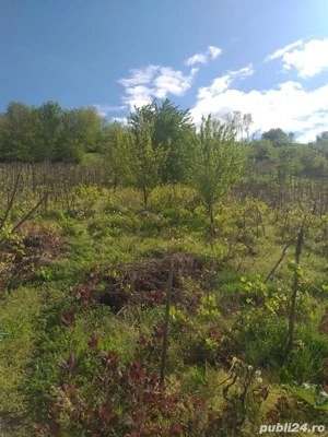 casa batraneasca muntenii de jos - imagine 5
