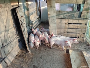 Vând 10 purcei de 8 săptămâni 