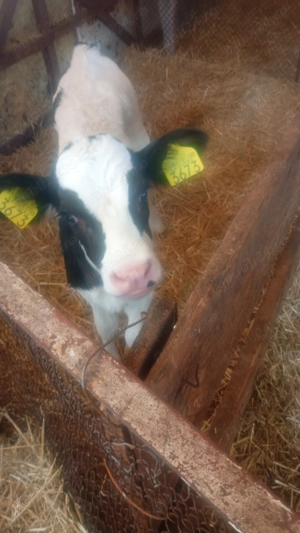 Vând 3 vitele Holstein genetica Elveția  - imagine 3