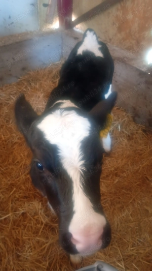 Vând 3 vitele Holstein genetica Elveția  - imagine 2