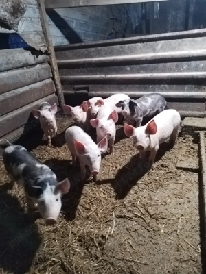 Purcei de vanzare  - imagine 4