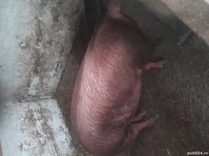 duroc calitatea 1 - imagine 2