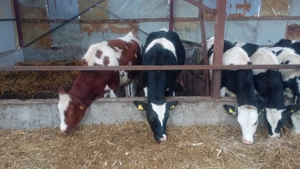 Vând linie de vitele  - imagine 2