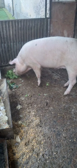 Porc Marele alb - imagine 3