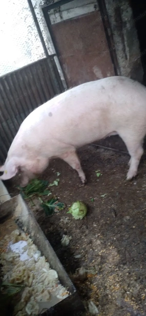Porc Marele alb - imagine 2