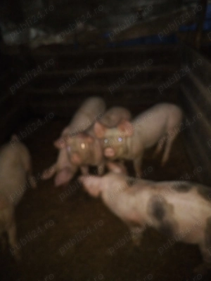 Purcei de vanzare  - imagine 2