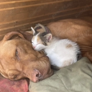 Femelă Viszla Vizsla Maghiară - imagine 3