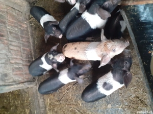 purcei bazna - imagine 3