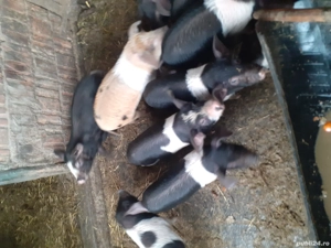 purcei bazna - imagine 2