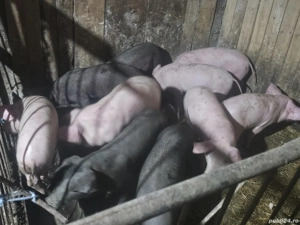 vând 10 soldani rasa de calitate de carne 25-30 kg  - imagine 2