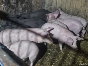 vând 10 soldani rasa de calitate de carne 25-30 kg 