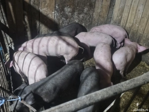 vând 10 soldani rasa de calitate de carne 25-30 kg  - imagine 3