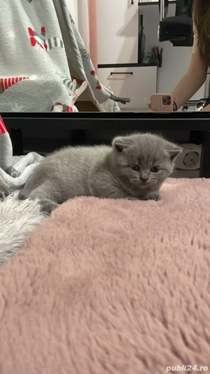 Pui de pisoi British     - imagine 3