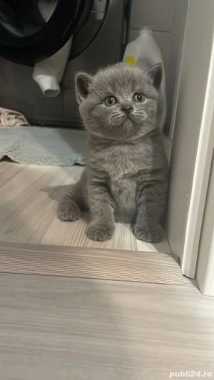 Pui de pisoi British     - imagine 2