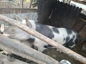 Vand porc  - imagine 2