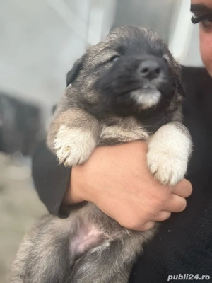 Ciobanesti Adoptie  - imagine 4