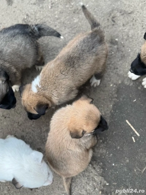 Ciobanesti Adoptie  - imagine 2