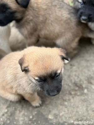 Ciobanesti Adoptie  - imagine 3