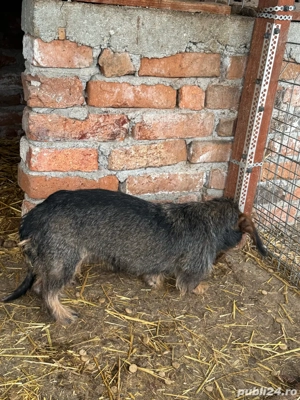 femelă teckel sârmos - imagine 2