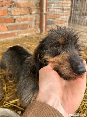 femelă teckel sârmos - imagine 3