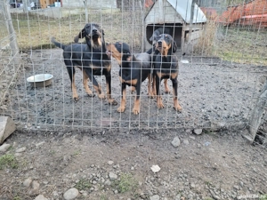 Câini de vânătoare  - imagine 4