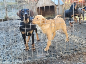 Câini de vânătoare  - imagine 3