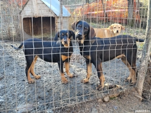 Câini de vânătoare  - imagine 5